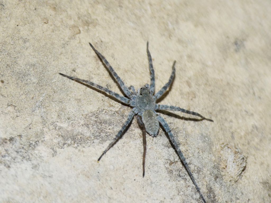 Pardosa wagleri? No, Salticidae: Philaeus chrysops, giovane - Valle dell''Arda (PC)